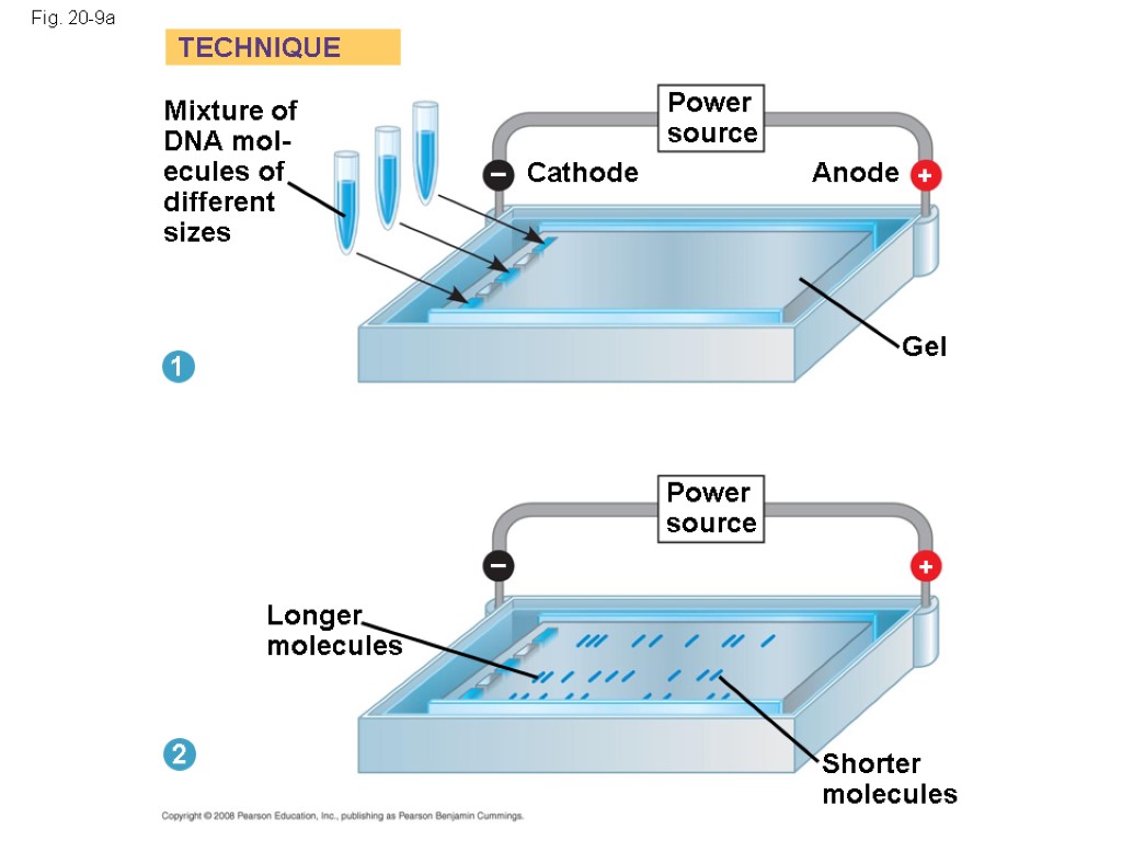 Fig. 20-9a Mixture of DNA mol- ecules of different sizes Power source Longer molecules